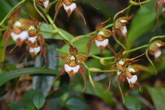 Rhynchostele cordata