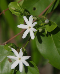 Jasminum elongatum