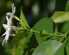 Jasminum elongatum