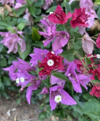 Bougainvillea
