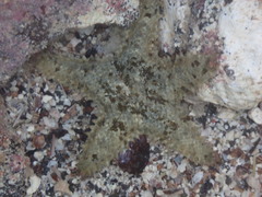 Asteropsis carinifera