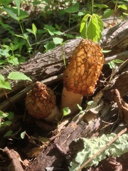 Morchella