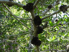 Cylindrocarpon didymum