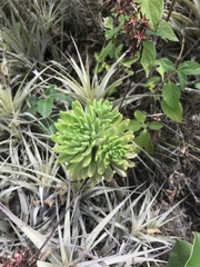 Sedum praealtum