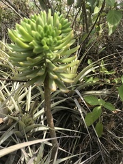 Sedum praealtum