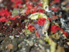 Miniacina