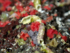 Miniacina
