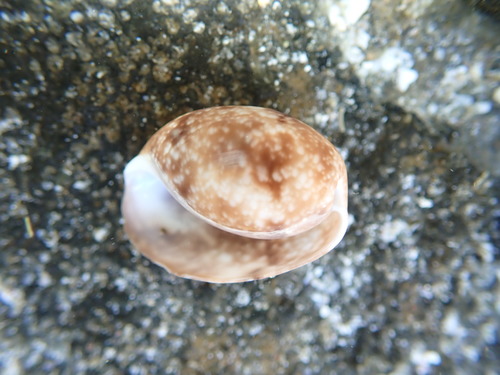 Bulla vernicosa observed 2022-01-28