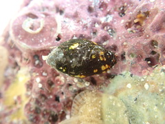 Mitridae