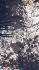 Gnathophyllum panamense