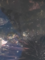 Gnathophyllum panamense