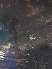 Gnathophyllum panamense