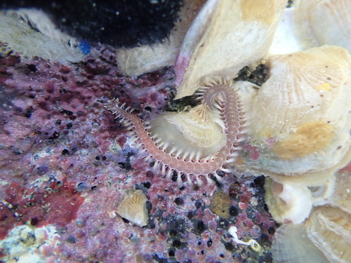 Photo of Striped fireworm (Pherecardia striata)