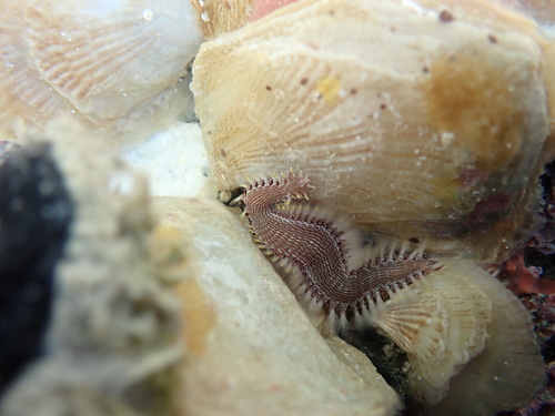 Photo of Striped fireworm (Pherecardia striata)