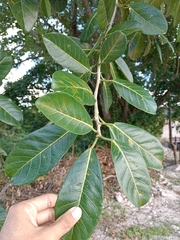 Ficus