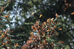 Danaus plexippus