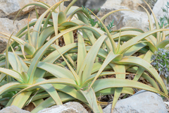 Aloe perryi image