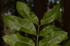 Dysoxylum fraserianum