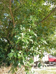 Ficus