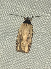 Agonopterix atrodorsella