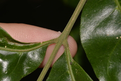 Dysoxylum fraserianum