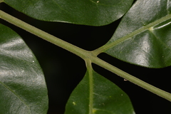 Dysoxylum fraserianum