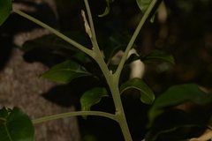 Dysoxylum fraserianum