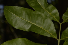 Dysoxylum fraserianum