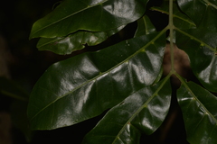 Dysoxylum fraserianum
