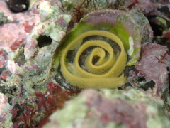Dendrodoris nigra