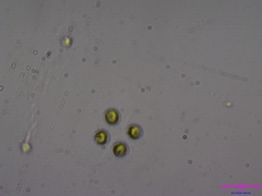 Chlorella