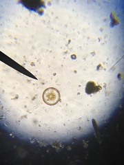 Coscinodiscophycidae