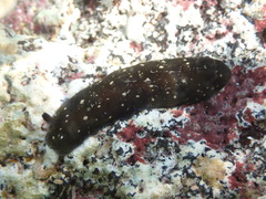 Dendrodoris nigra
