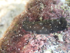 Dendrodoris nigra