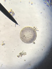 Coscinodiscophycidae