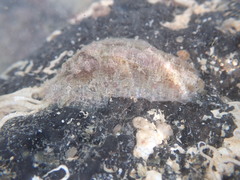Dolabrifera dolabrifera