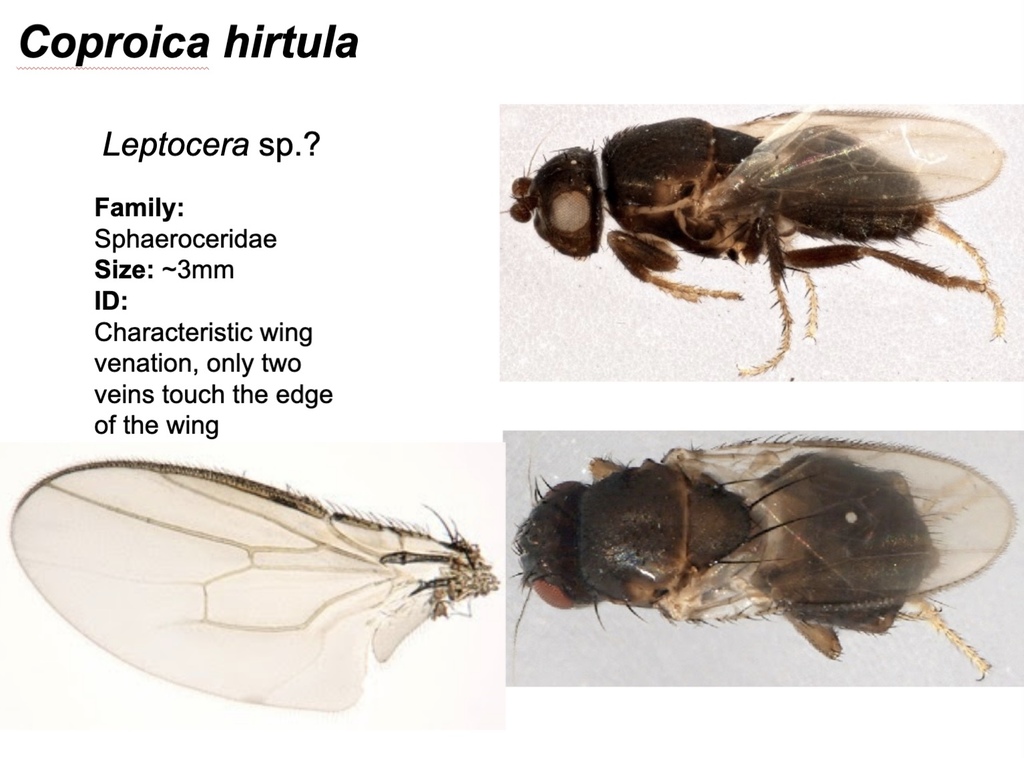Coproica hirtula