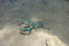 Cherax quadricarinatus