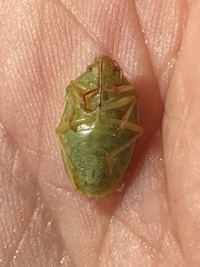 Piezodorus guildinii