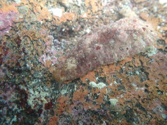 Dolabrifera dolabrifera