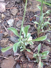 Hesperevax sparsiflora