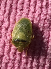 Piezodorus guildinii