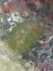 Dolabrifera dolabrifera