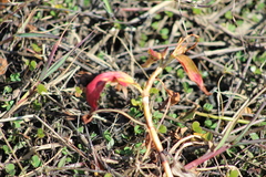 Dicliptera sexangularis
