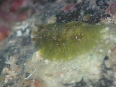 Dolabrifera dolabrifera