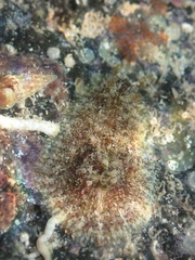 Dolabrifera dolabrifera