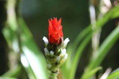 Guzmania monostachia