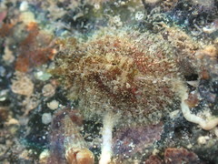 Dolabrifera dolabrifera