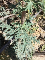Argemone munita