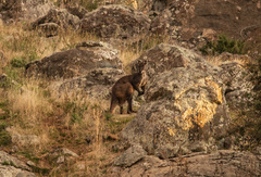 Osphranter robustus robustus